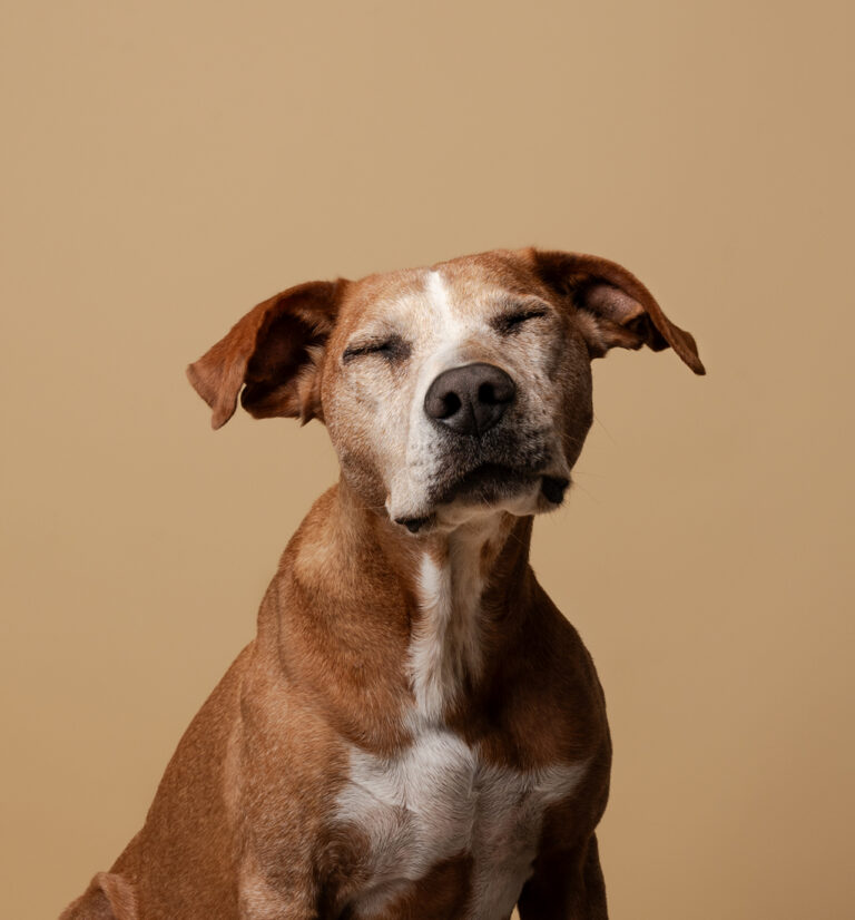 Chien croisé staff sur fond beige, qui ferme les yeux, les oreilles relevées.